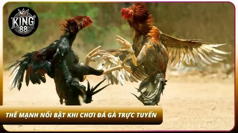 3+ Ưu điểm khi chơi đá gà tại nhà cái uy tín