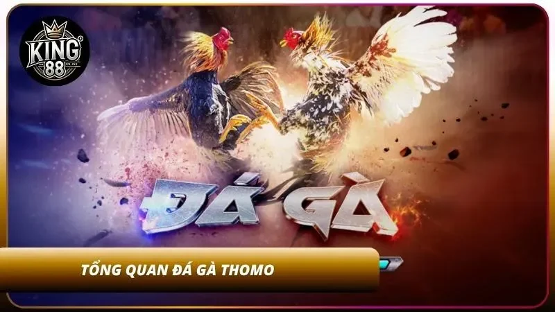 Sơ lược đá gà Thomo gay cấn